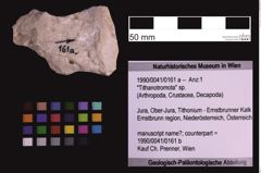 Foto (Objekt + Etiketten) von "Tithanotromota" sp. (NHMW-GEO-1990-0041-0161a)